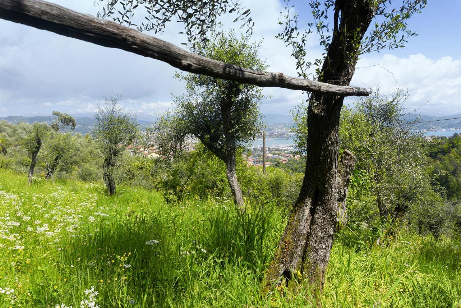 شقة Gli Ulivi Sul Golfo E Le 5 Terre لا سبيتسْيا المظهر الخارجي الصورة